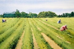 Judge's Choice Award, U Pick - Catherine O'Neill