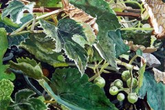 Cancilla-Michael_september-grapes_16x20