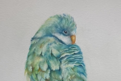 Susan Liddell's Who's a Pretty Bird,  23" X 19", $250