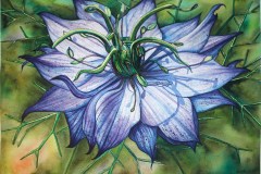 Paula Borkowski, "Love in a Mist", 28x21, $1000