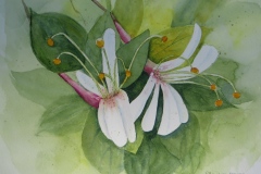 Sallye Keith, Honeysuckle Blooms, image size 10x12, $400