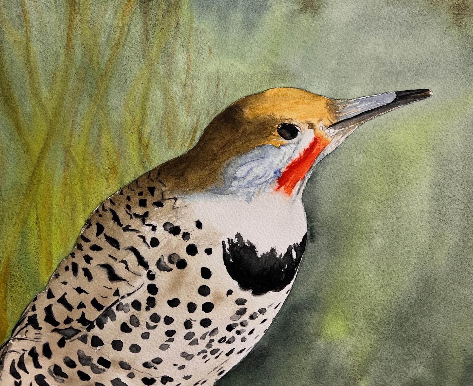 8-Shara-Bunis-Backyard-Birds-Flicker-600