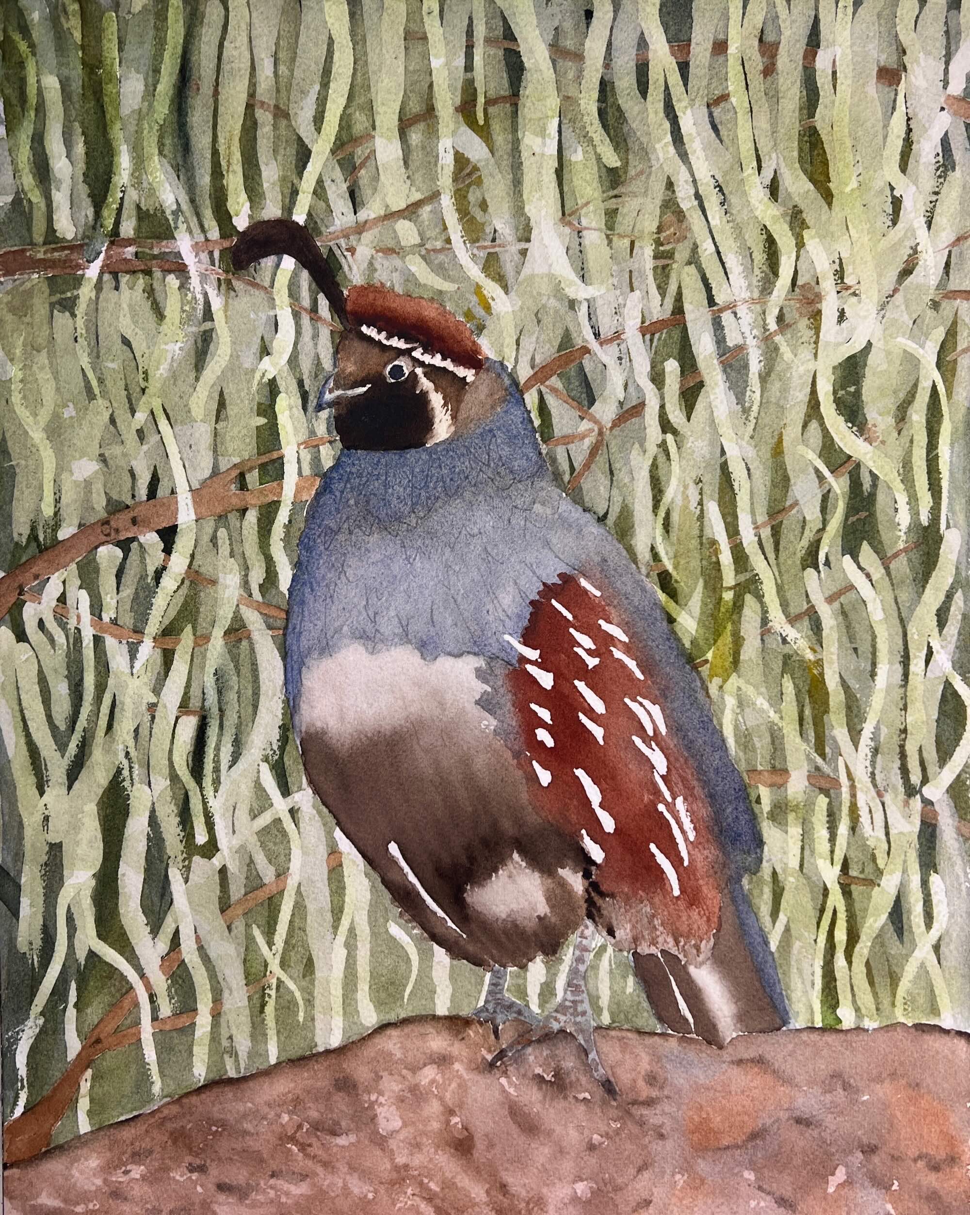 9-Shara-Bunis-Backyard-Birds-Gambels-Quail-800