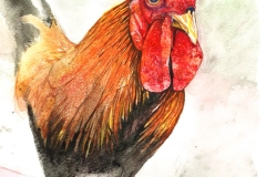 7-Paula-Borkowski-Puerto-Rican-Street-Rooster-150