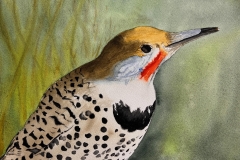 8-Shara-Bunis-Backyard-Birds-Flicker-600