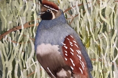 9-Shara-Bunis-Backyard-Birds-Gambels-Quail-800