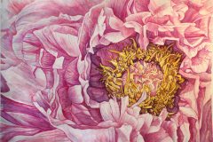 "Pink Peony" by Paula Borkowski, NFS