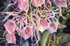Carol Koziol Clark, Pretty in Pink, 7.5 x 5.5, $400