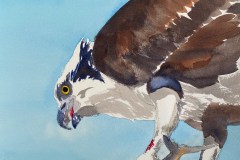 Karen Durston, Osprey, 12x12, $300