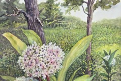 Sharon-Bartell_Milkweed, 14-25x10-25